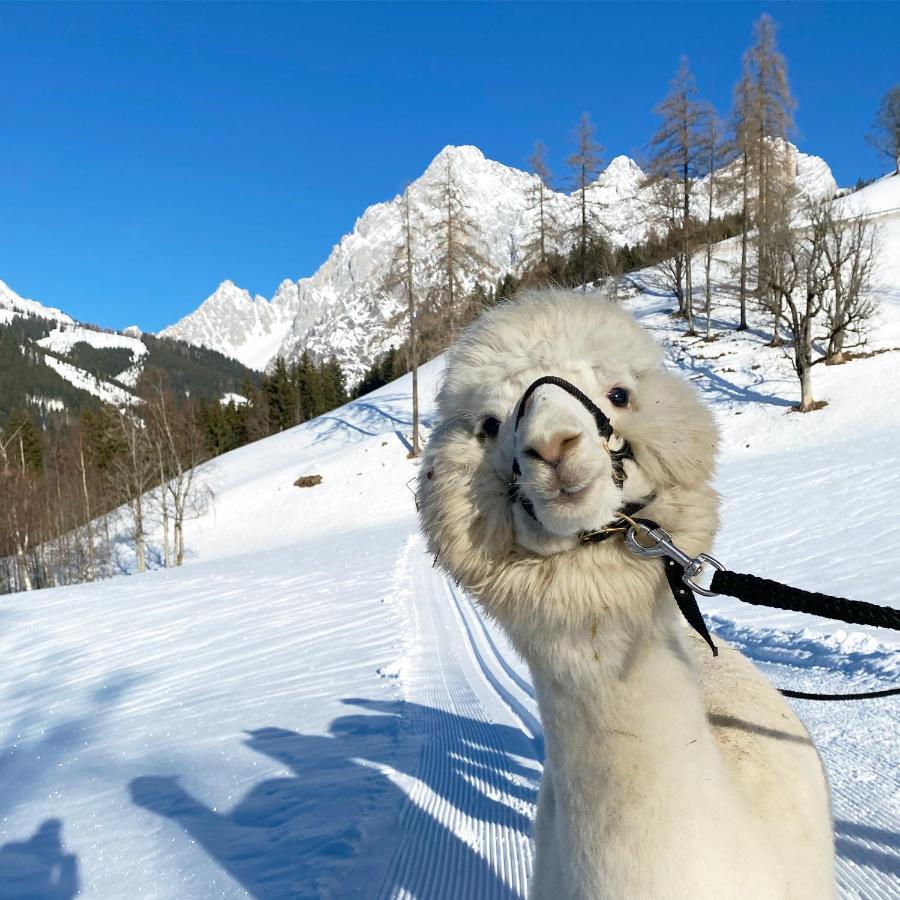 Pensjonat Bio-Bauernhof Grundlehnerhof Ramsau am Dachstein Zewnętrze zdjęcie